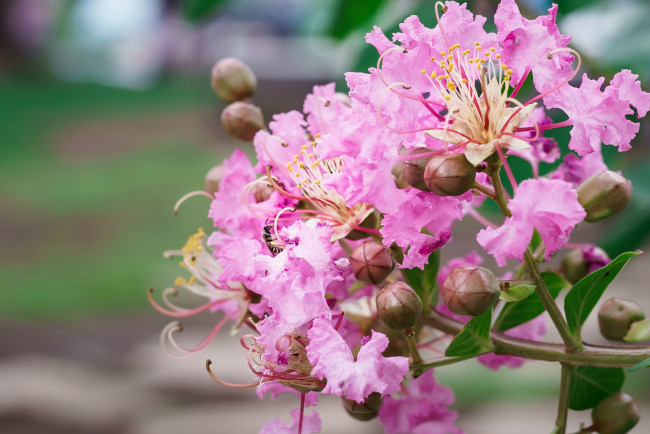 Обои картинки фото цветы, цветущие деревья ,  кустарники, сиреневые