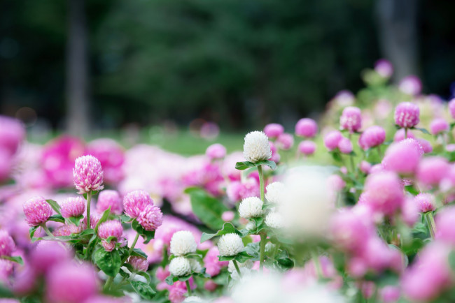 Обои картинки фото цветы, луговые , полевые,  цветы, клевер