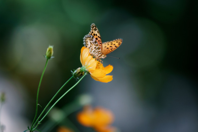 Обои картинки фото животные, бабочки,  мотыльки,  моли, фон, цветы, бабочка