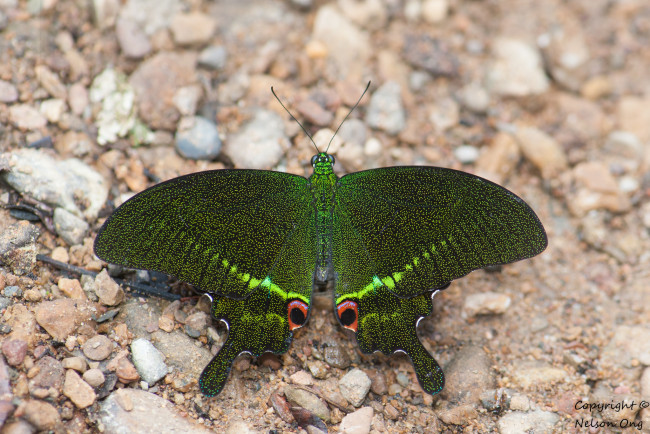 Обои картинки фото животные, бабочки,  мотыльки,  моли, усики, крылья, бабочка, фон, макро
