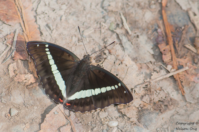 Обои картинки фото животные, бабочки,  мотыльки,  моли, усики, крылья, бабочка, макро, фон