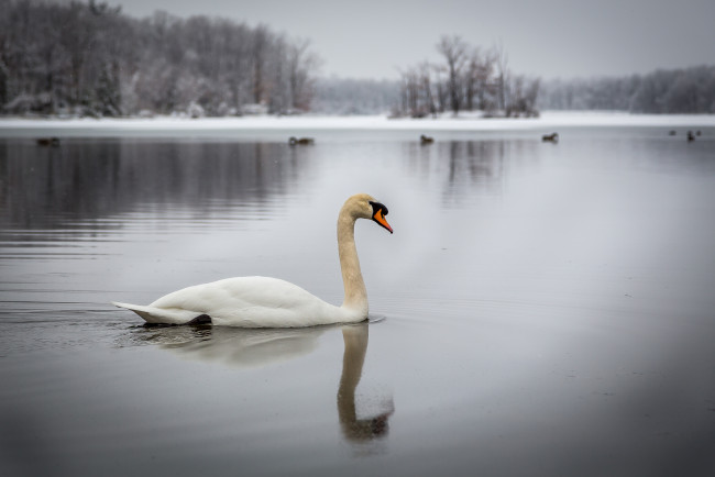 Обои картинки фото животные, лебеди, лебедь