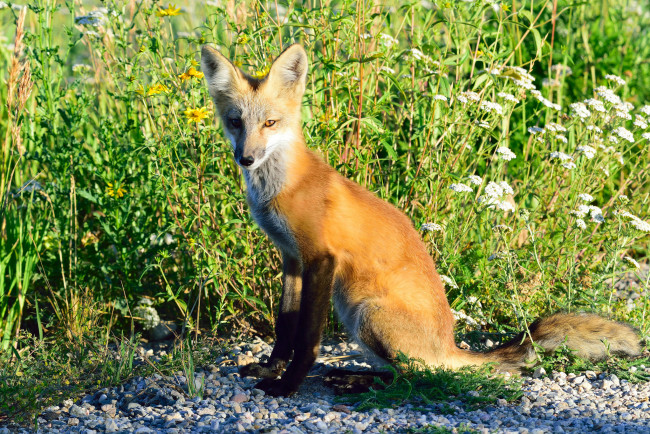 Обои картинки фото животные, лисы, лисичка