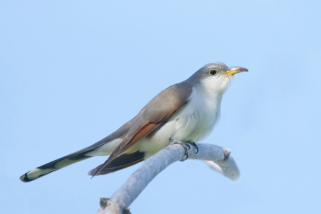 Обои картинки фото животные, птицы, небо, фон, ветка, птица