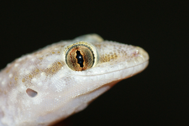 Обои картинки фото животные, Ящерицы,  игуаны,  вараны, фон, чёрный, ящерица