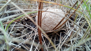 Картинка дождевик природа грибы гриб