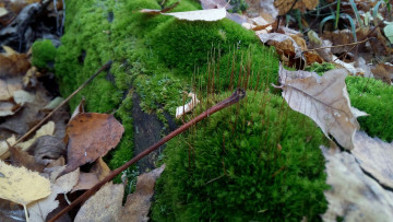 Картинка мох природа листья дерево лес зелень красота