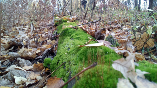 Обои картинки фото мох, природа, лес, дерево, зелень, красота