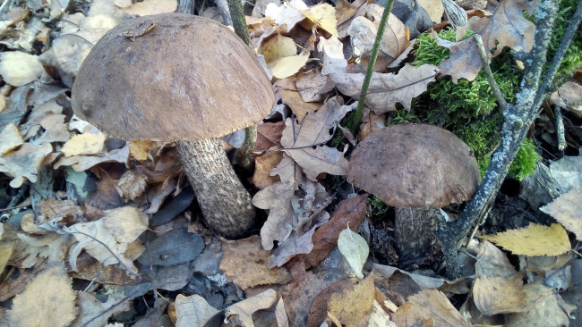 Обои картинки фото подберезовики, природа, грибы, побдерезовики, подберезовик, съедобные