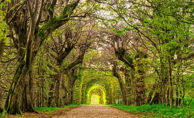 Обои картинки фото природа, парк, деревья, дорога, арка, аллея