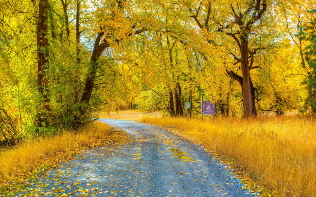 Обои картинки фото природа, дороги, лес, осень, ветки, желтые, листья, трава, деревья, дорога