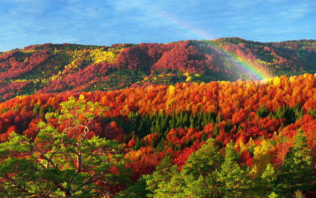 Обои картинки фото природа, радуга, лес