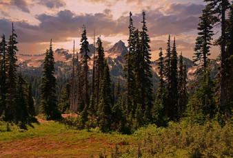 Картинка природа лес простор