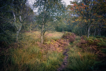 Картинка природа лес простор