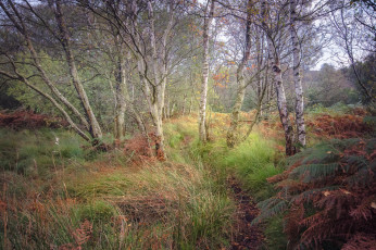 Картинка природа лес простор