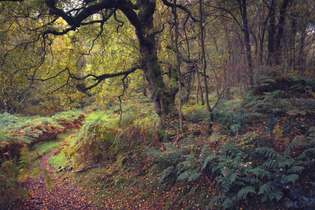 Обои картинки фото природа, лес, простор