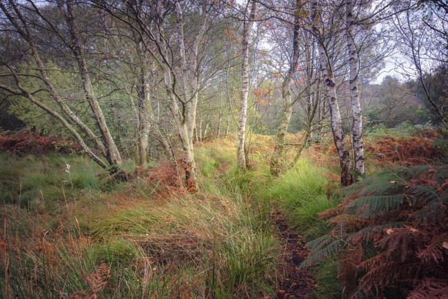 Обои картинки фото природа, лес, простор