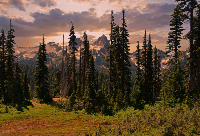 Обои картинки фото природа, лес, простор