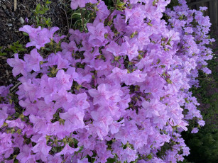 Картинка цветы рододендроны+ азалии лиловый