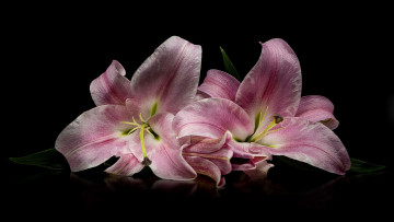 Картинка цветы лилии +лилейники