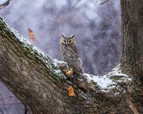 Картинка животные совы сова