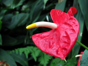 обоя цветы, антуриум , цветок фламинго, макро