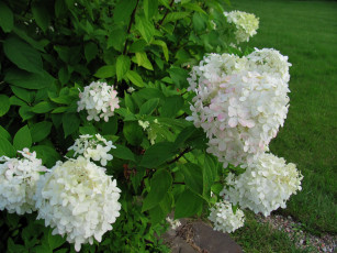 обоя цветы, калина , бульдонеж, белые, соцветия