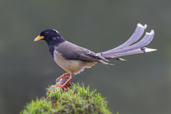 обоя желто-голубая сорокп, животные, сороки, желто-голубая, сорока, птица, фауна, дикая, природа, камень