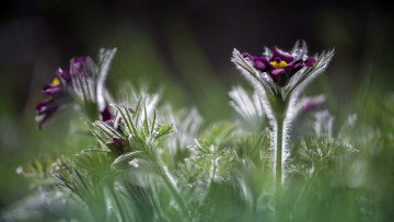 Картинка цветы анемоны +сон-трава весна сон-трава