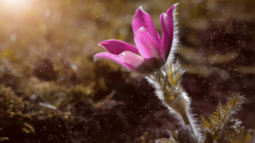 Картинка цветы анемоны +сон-трава весна сон-трава