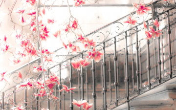 Картинка цветы магнолии перила ветки цветение