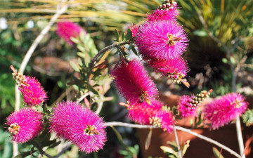 Картинка цветы сад соцветия метелки