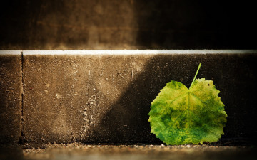 Картинка природа листья лист бордюр