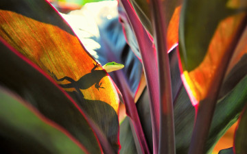 Картинка животные ящерицы +игуаны +вараны ящерица листья силуэт