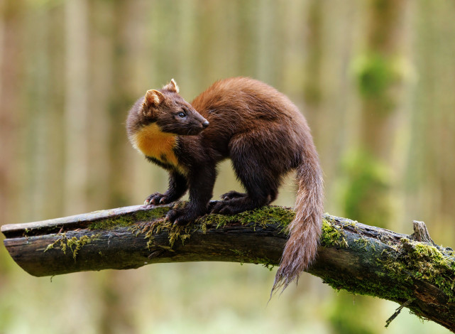 Обои картинки фото куница, животные, хорьки,  куницы,  горностаи,  ласки,  соболи, фауна, дикая, природа