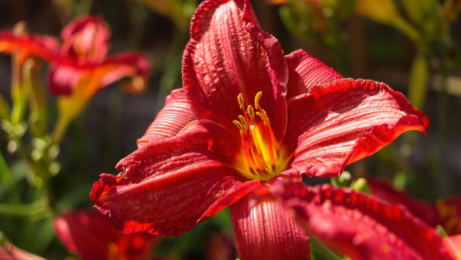 Обои картинки фото цветы, лилии,  лилейники, алый, лилейник, макро