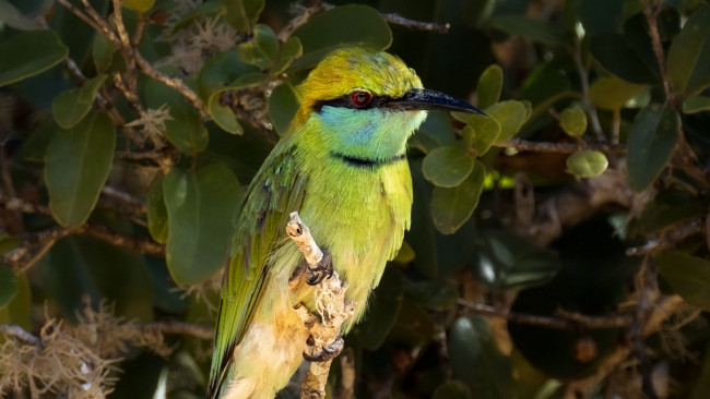 Обои картинки фото зеленая щурка, животные, щурки , пчелоеды, зеленая, щурка, птица, фауна, дикая, природа, лес