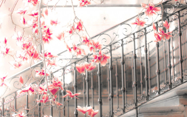 Обои картинки фото цветы, магнолии, перила, ветки, цветение
