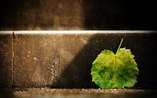 Обои картинки фото природа, листья, лист, бордюр