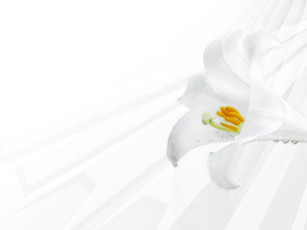 обоя цветы, лилии,  лилейники, лилия, белая