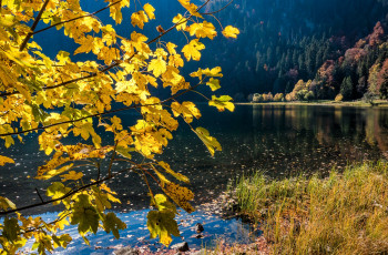 Картинка природа реки озера горы склон лес осень озеро ветки трава