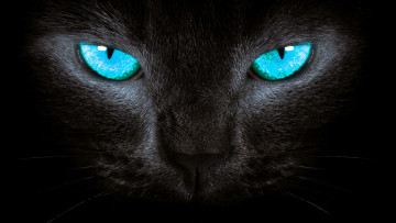 Картинка животные коты кот глаза черный