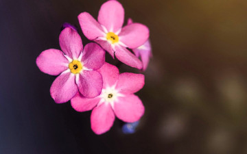 обоя цветы, незабудки, розовые