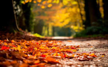 Картинка природа дороги лес аллея осень листья дорога