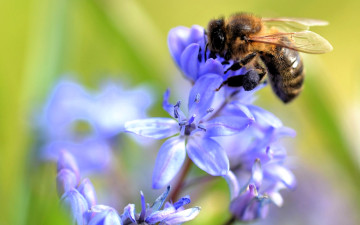 обоя животные, пчелы,  осы,  шмели, пчела, цветы
