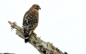 обоя животные, птицы - хищники, птица, коршун, ветка