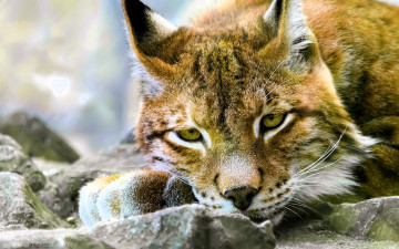 обоя животные, рыси, рысь, голова, камни