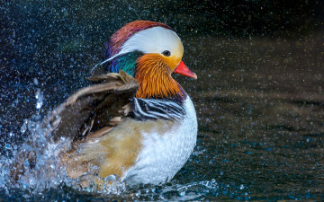 обоя животные, утки, утка, мандаринка, вода, брызги