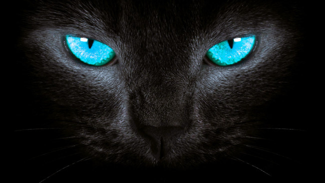 Обои картинки фото животные, коты, кот, глаза, черный