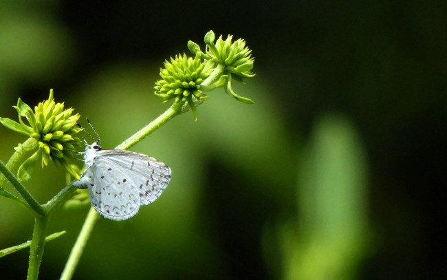 Обои картинки фото животные, бабочки,  мотыльки,  моли, бабочка, растение